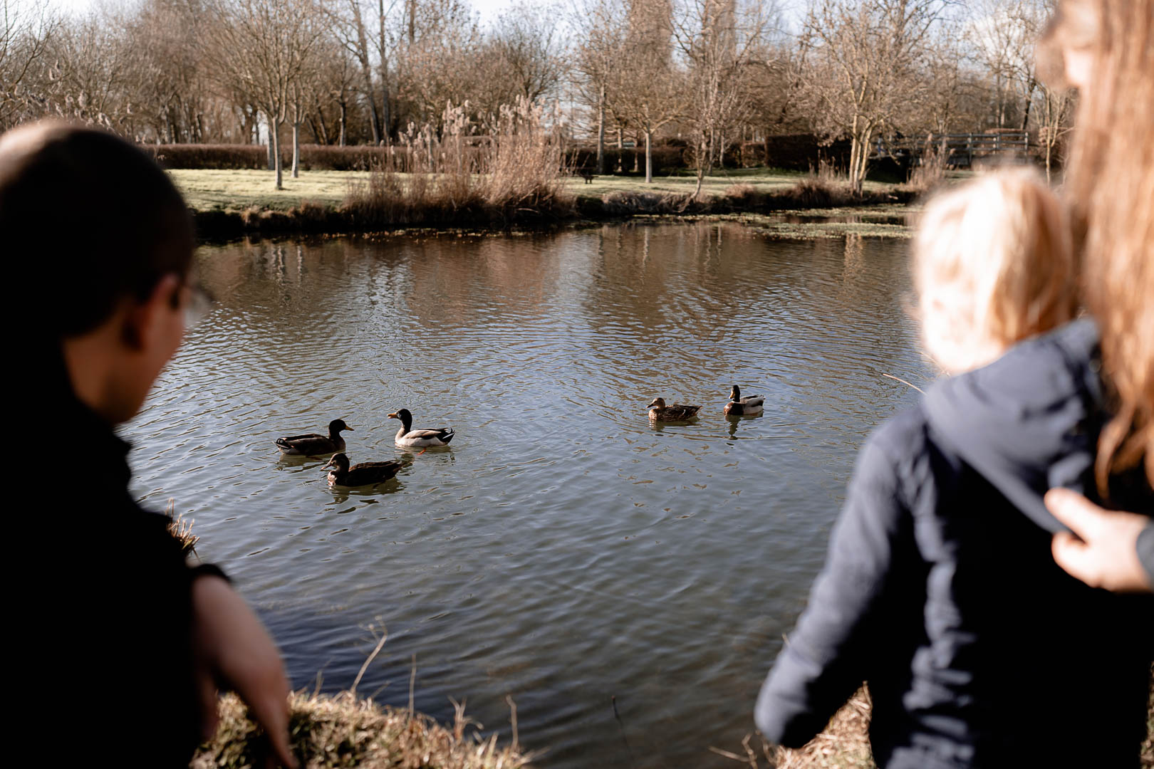 les canards en famille sur le lac de Frace