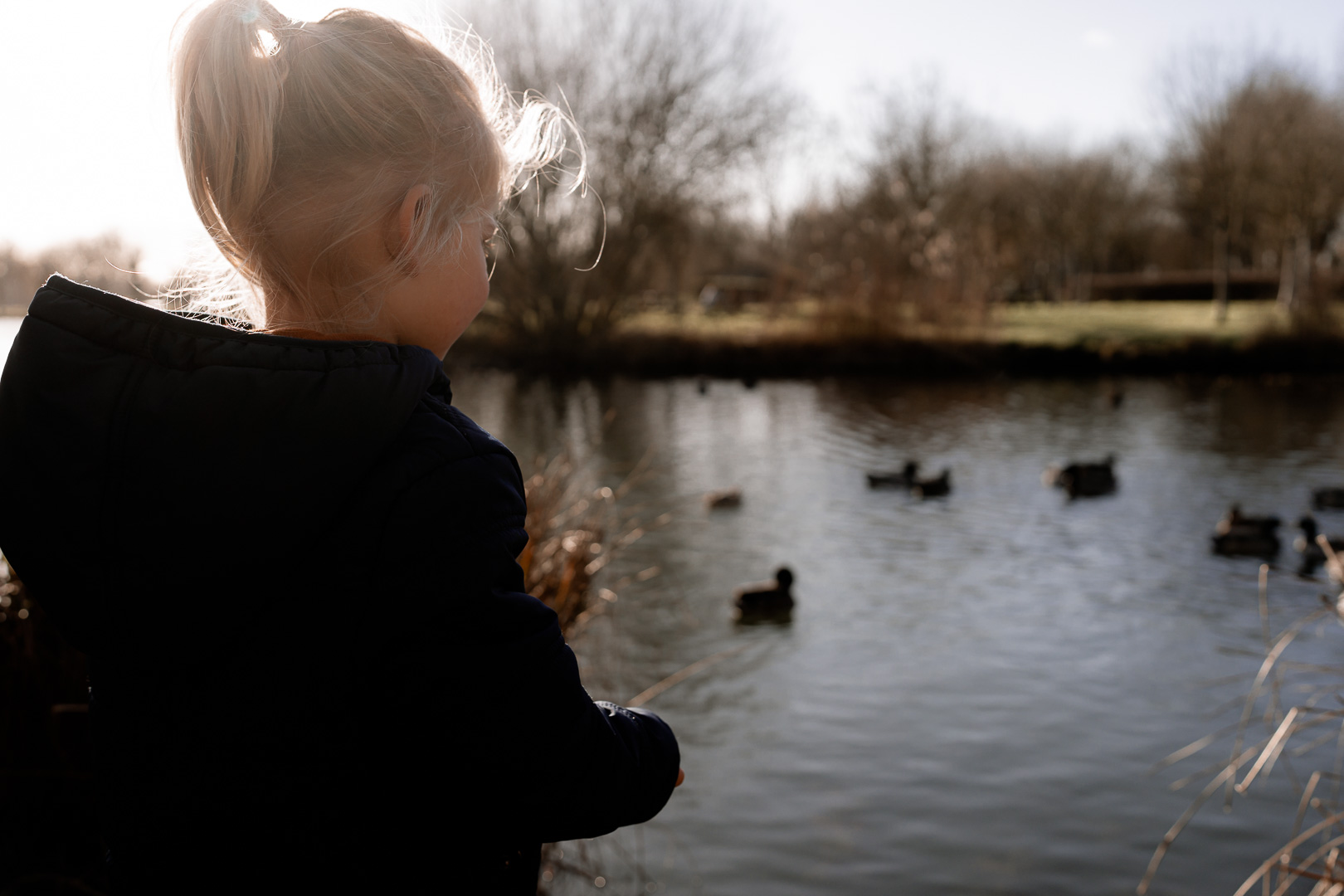 enfant qui regarde les canards sur le lac de frace, aigrefeuille d'aunis